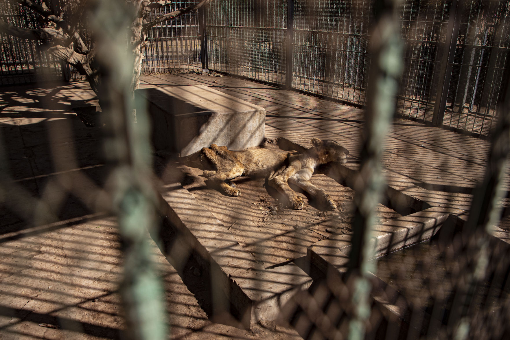 Sudan lion